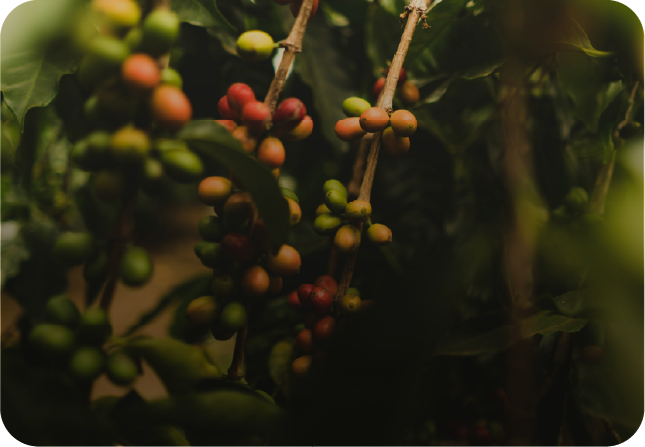 Full Throttle: The Espresso That Doesn’t Hold Back